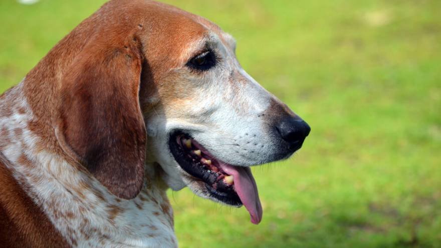 American English Coonhound Images